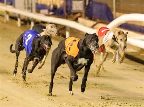 greyhound dog racing results|greyhound race results today.